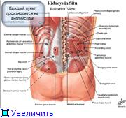 Внутренние органы человека схема расположения у женщин с названиями спереди фото